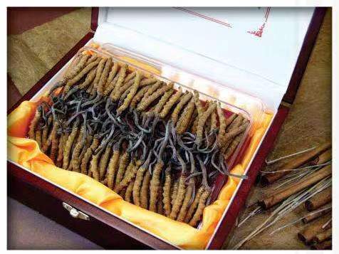 双清冬虫夏草回收